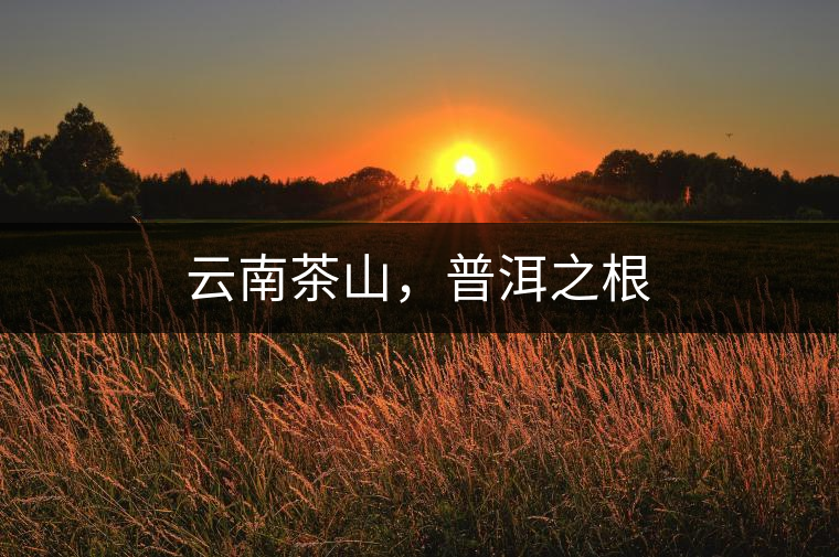 云南茶山，普洱之根
