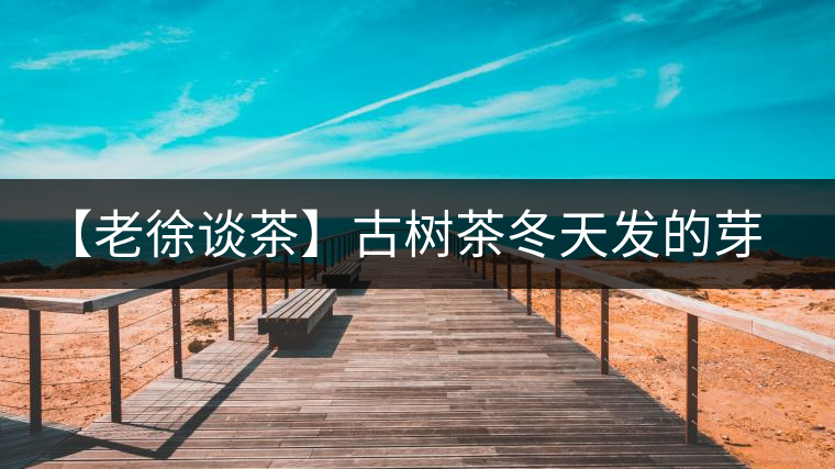 【老徐談茶】古樹茶冬天發(fā)的芽稱為冬茶？滋味如何呢？