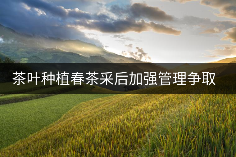 茶葉種植春茶采后加強管理爭取夏秋茶效益 茶葉種植春茶采后加強管理爭取夏秋茶效益
