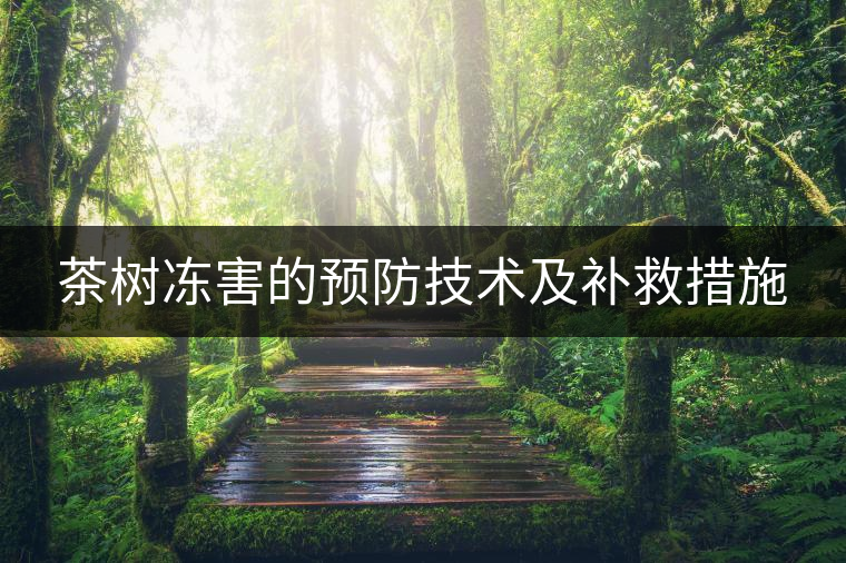 茶樹(shù)凍害的預(yù)防技術(shù)及補(bǔ)救措施 茶樹(shù)凍害的預(yù)防技術(shù)及補(bǔ)救措施