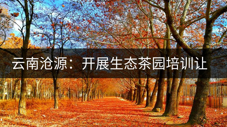 云南滄源:開展生態(tài)茶園培訓讓茶業(yè)增產增質 云南滄源:開展生態(tài)茶園培訓讓茶業(yè)增產增質