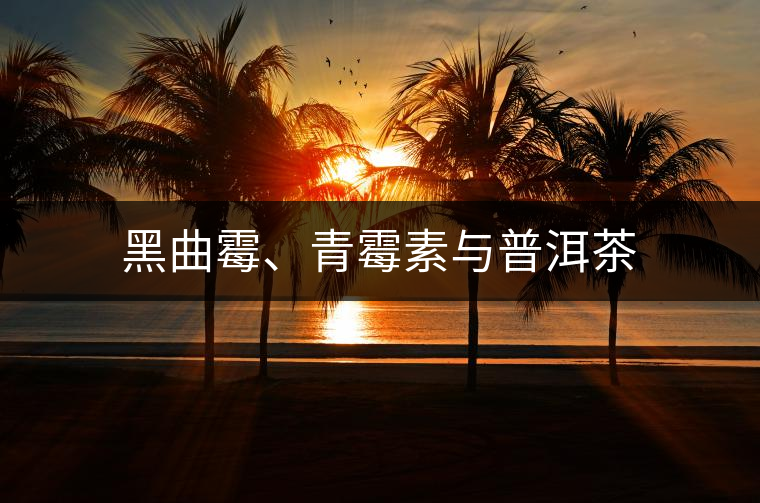 黑曲霉、青霉素與普洱茶