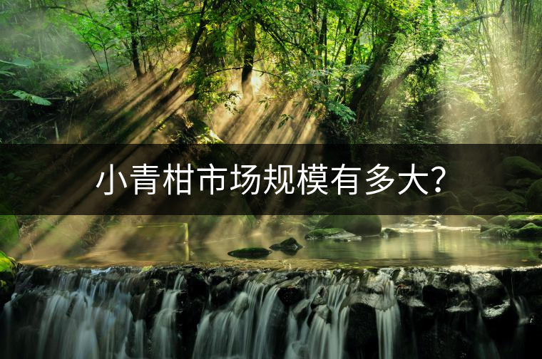 小青柑市場規(guī)模有多大？