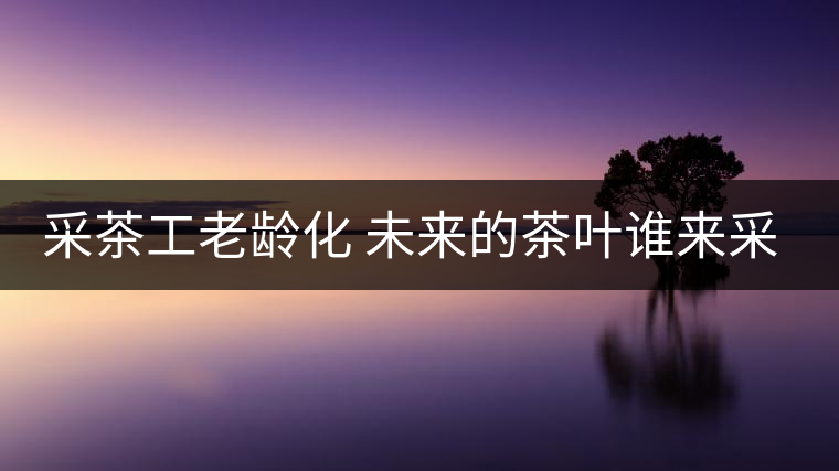 采茶工老齡化 未來的茶葉誰來采？