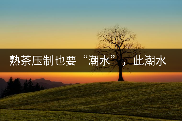 熟茶壓制也要“潮水”，此潮水的目的是什么？