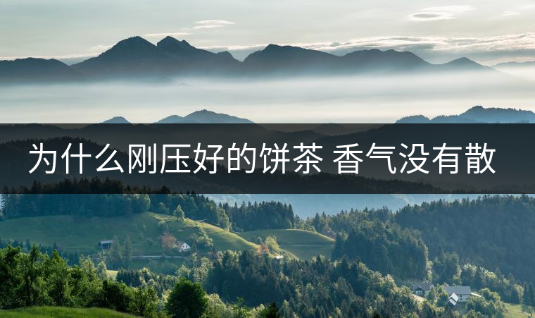 為什么剛壓好的餅茶 香氣沒有散茶好？