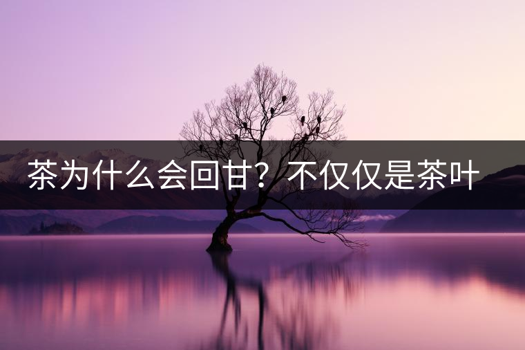 茶為什么會(huì)回甘？不僅僅是茶葉中含糖那么簡(jiǎn)單