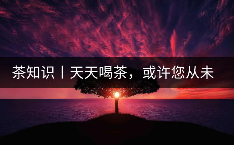 茶知識丨天天喝茶，或許您從未注意過茶樹花