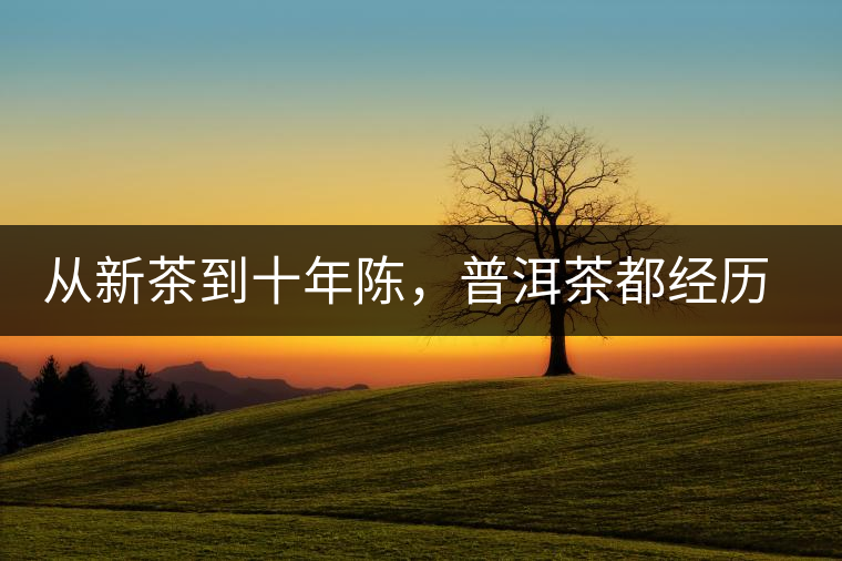 從新茶到十年陳，普洱茶都經(jīng)歷了什么？