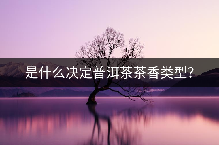 是什么決定普洱茶茶香類型？