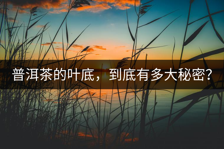 普洱茶的葉底，到底有多大秘密？