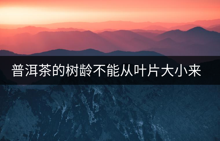 普洱茶的樹(shù)齡不能從葉片大小來(lái)判斷