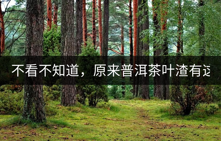 不看不知道，原來普洱茶葉渣有這么多作用！