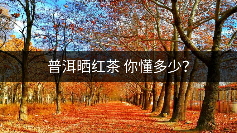普洱曬紅茶 你懂多少？
