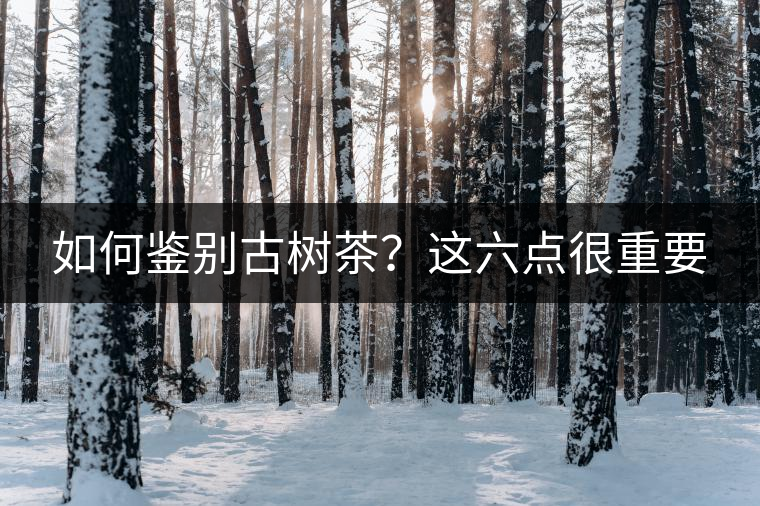 如何鑒別古樹茶？這六點(diǎn)很重要