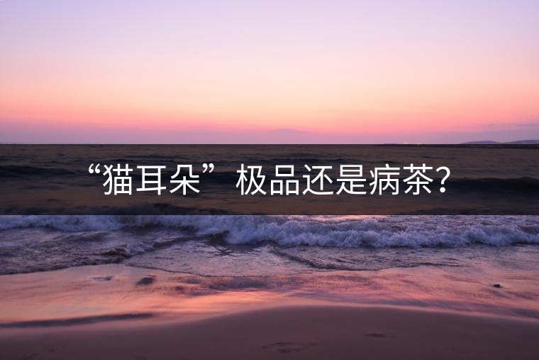 “貓耳朵”極品還是病茶？