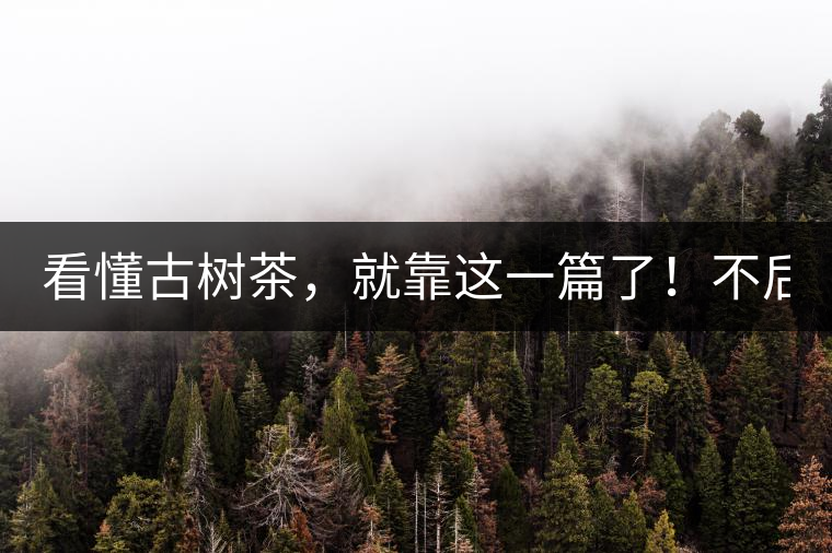 看懂古樹(shù)茶，就靠這一篇了！不后悔!