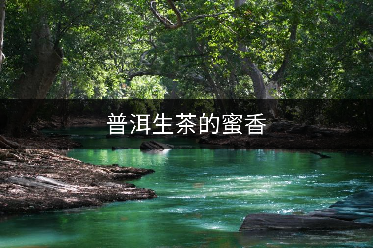 普洱生茶的蜜香 普洱生茶的蜜香