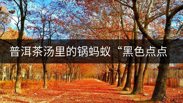 普洱茶湯里的鍋螞蟻“黑色點(diǎn)點(diǎn)”要如何處理，如何預(yù)防？