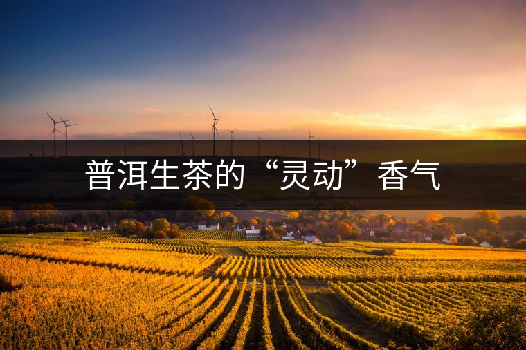 普洱生茶的“靈動”香氣 普洱生茶的“靈動”香氣