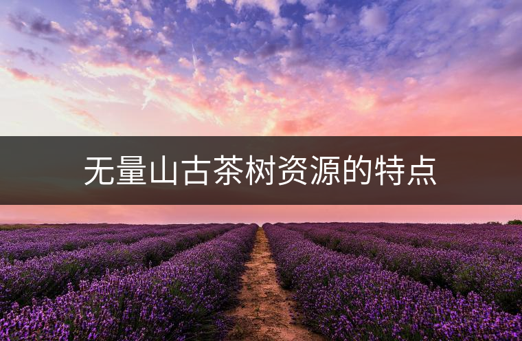 無量山古茶樹資源的特點 無量山古茶樹資源的特點
