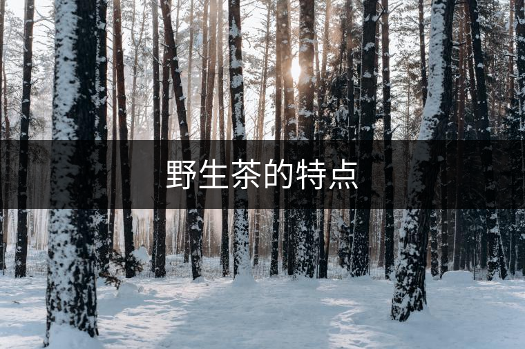野生茶的特點 野生茶的特點