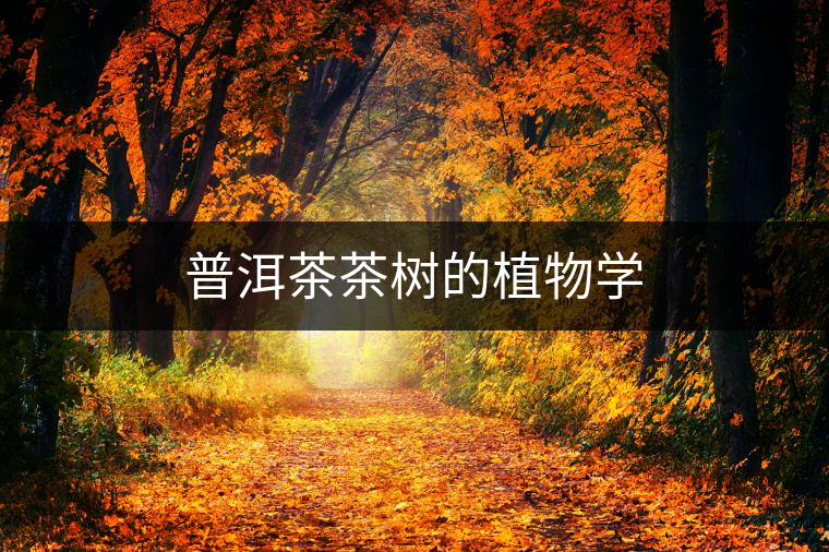 普洱茶茶樹(shù)的植物學(xué) 普洱茶茶樹(shù)的植物學(xué)
