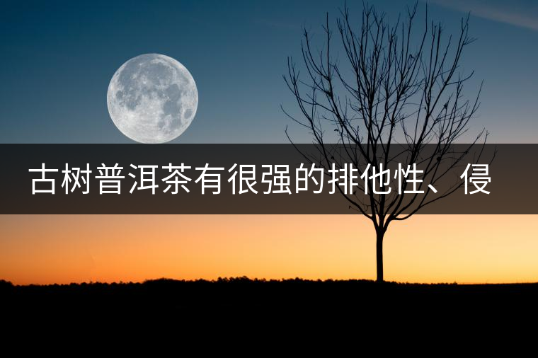 古樹普洱茶有很強(qiáng)的排他性、侵略性、吸納性