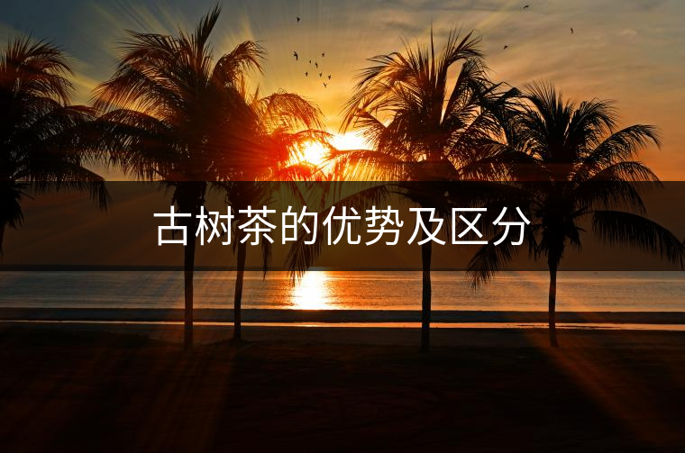 古樹茶的優(yōu)勢及區(qū)分 古樹茶的優(yōu)勢及區(qū)分