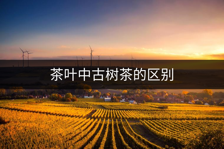 茶葉中古樹(shù)茶的區(qū)別 茶葉中古樹(shù)茶的區(qū)別