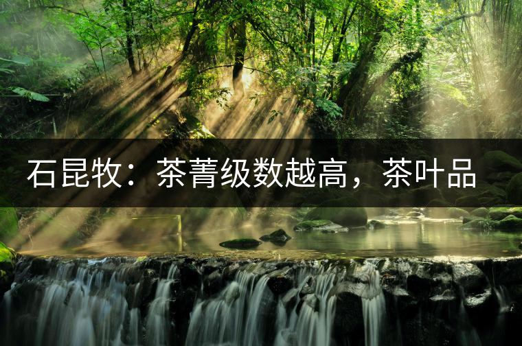 石昆牧：茶菁級(jí)數(shù)越高，茶葉品質(zhì)就越好？
