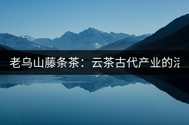 老烏山藤條茶：云茶古代產(chǎn)業(yè)的活見(jiàn)證（1）