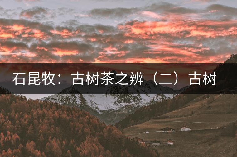 石昆牧:古樹(shù)茶之辨(二)古樹(shù)小樹(shù)之辨 石昆牧:古樹(shù)茶之辨(二)古樹(shù)小樹(shù)之辨