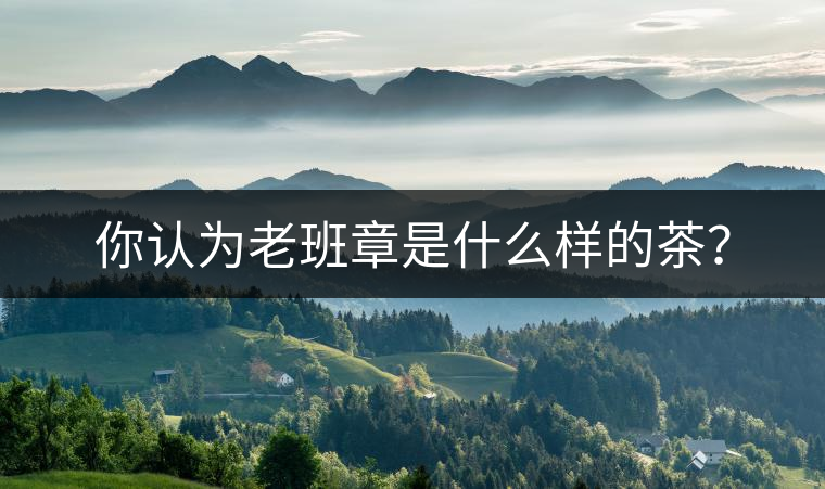 你認(rèn)為老班章是什么樣的茶？