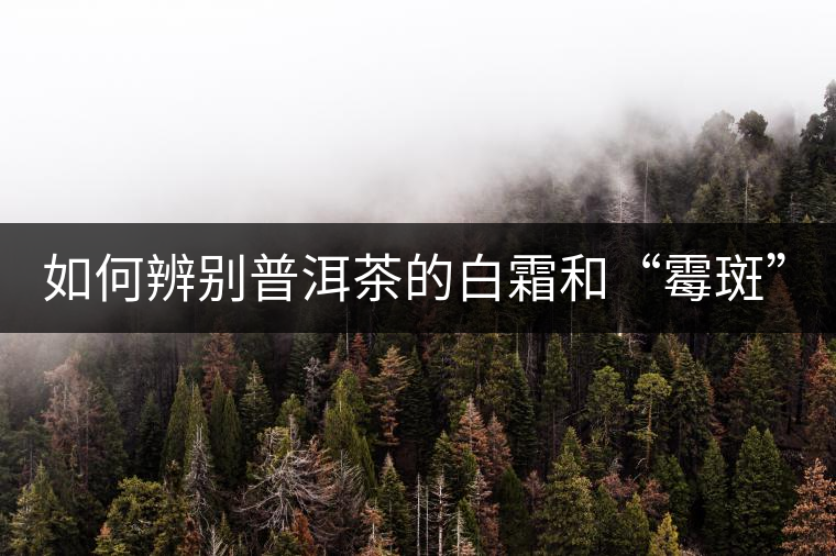 如何辨別普洱茶的白霜和“霉斑”？