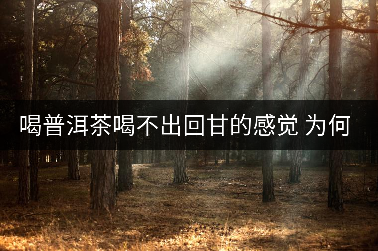 喝普洱茶喝不出回甘的感覺 為何只有滿滿的苦味、澀感