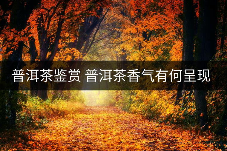 普洱茶鑒賞 普洱茶香氣有何呈現(xiàn)？