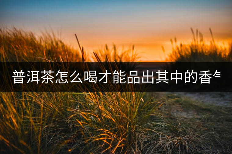 普洱茶怎么喝才能品出其中的香氣？