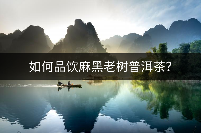 如何品飲麻黑老樹普洱茶？