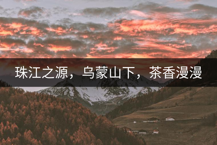 珠江之源，烏蒙山下，茶香漫漫