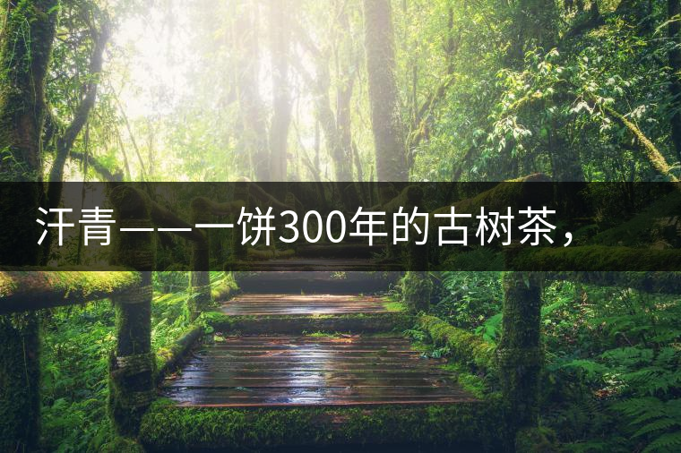 汗青——一餅300年的古樹茶，教您如何品鑒它的真諦