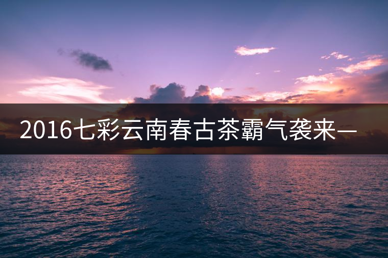 2016七彩云南春古茶霸氣襲來——老班章開湯 2016七彩云南春古茶霸氣襲來——老班章開湯