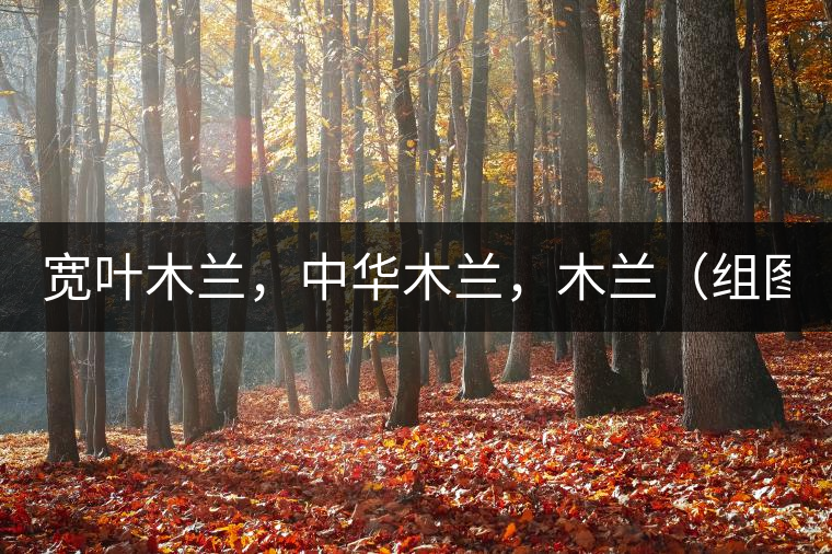 寬葉木蘭，中華木蘭，木蘭（組圖）