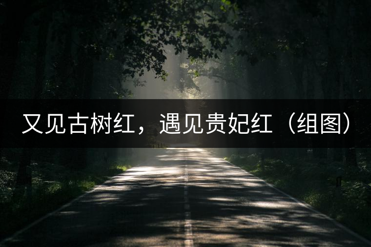 又見古樹紅，遇見貴妃紅（組圖）