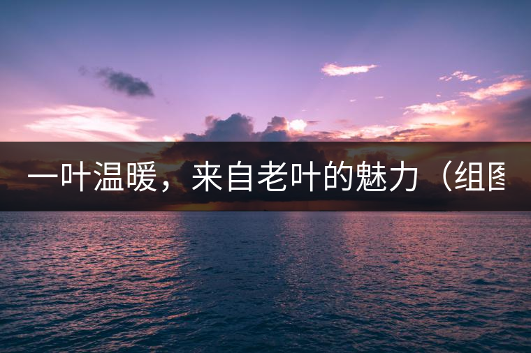 一葉溫暖，來(lái)自老葉的魅力（組圖）