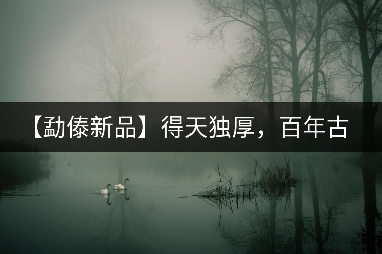 【勐傣新品】得天獨厚，百年古樹——磨烈古樹