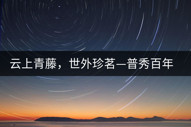 云上青藤，世外珍茗—普秀百年藤條茶即將上市