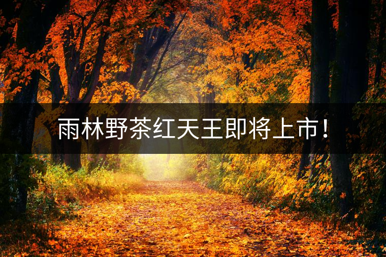 雨林野茶紅天王即將上市！
