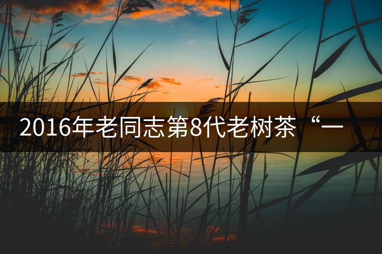 2016年老同志第8代老樹茶“一號熟”即將上市 2016年老同志第8代老樹茶“一號熟”即將上市