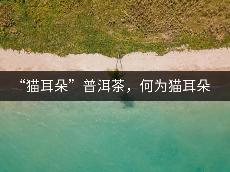 “貓耳朵”普洱茶，何為貓耳朵？